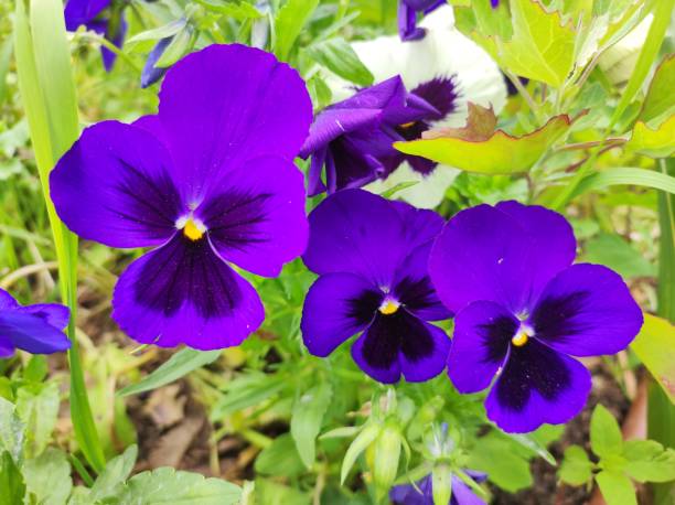 Garden Pansy (Viola × wittrockiana Gams), violet pansy