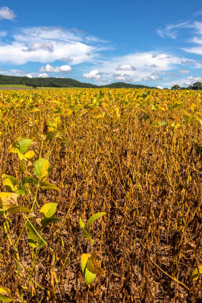istock Soy bean plantation on the farm 2152937342