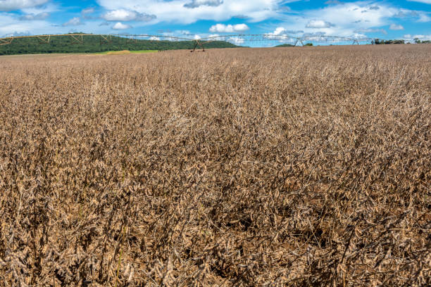 istock Soy bean plantation on the farm 2152937405