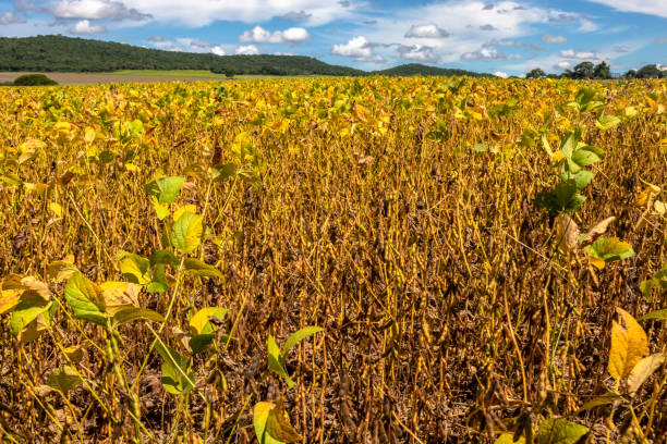 istock Soy bean plantation on the farm 2152937433