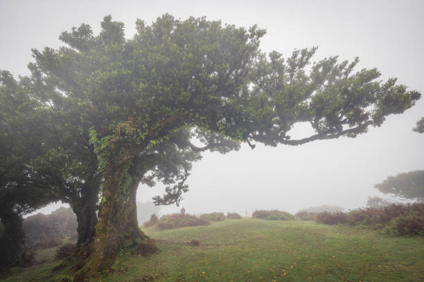 Fanal forest with morning fogs