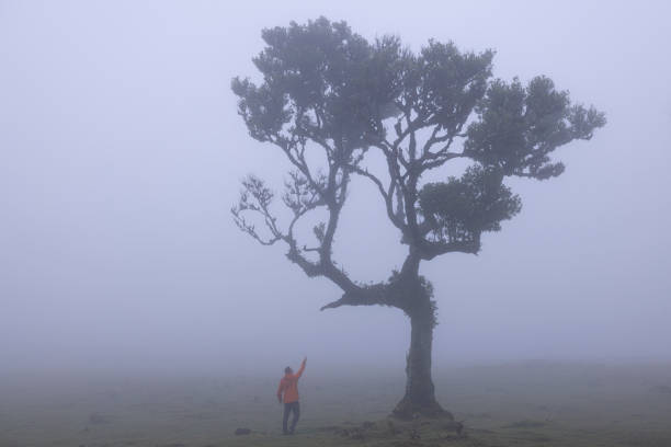 istock Fanal forest with fog at morning 2152938961