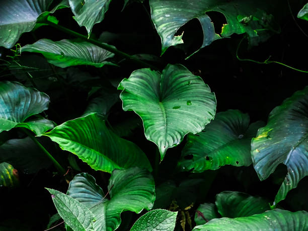 Rustic Tropical Garden with Monstera Foliage: Sunlight Filtering Through Greenery and Leaves by a Vintage Window, Creating a Peaceful Natural Environment, Perfect for Outdoor Living