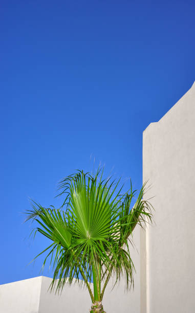 istock Palm tree against a building and the blue sky, selective focus. 2152940803