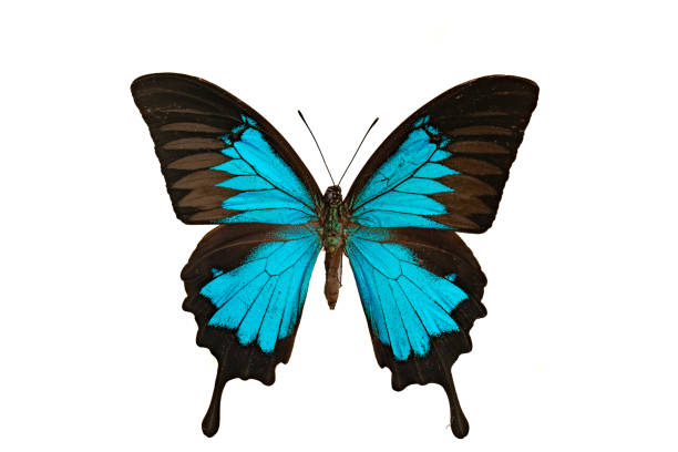 istock Papilio ulysses butterflie 2152941057