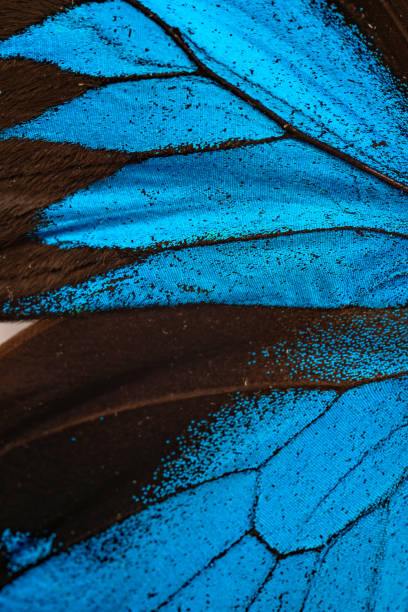 istock Papilio ulysses butterflie 2152941096