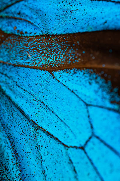 istock Papilio ulysses butterflie 2152941225