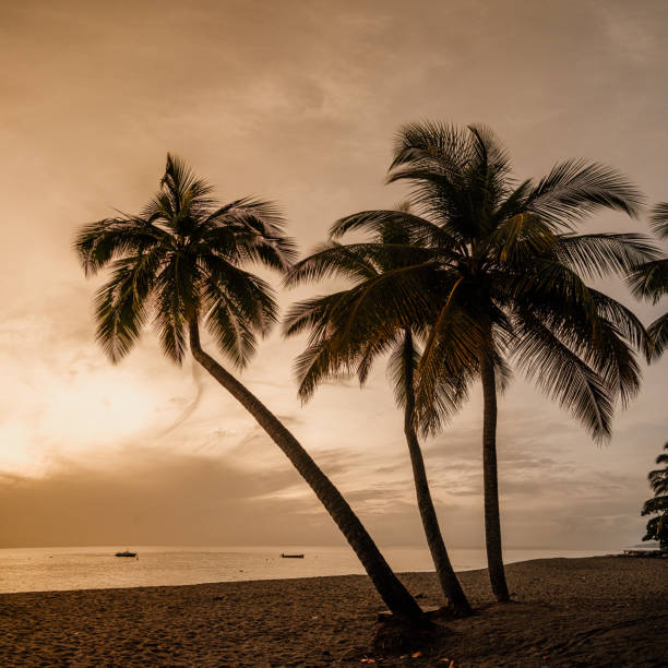 A tranquil sunset on a pristine beach in Martinique, featuring silhouetted palm trees and calm waters.