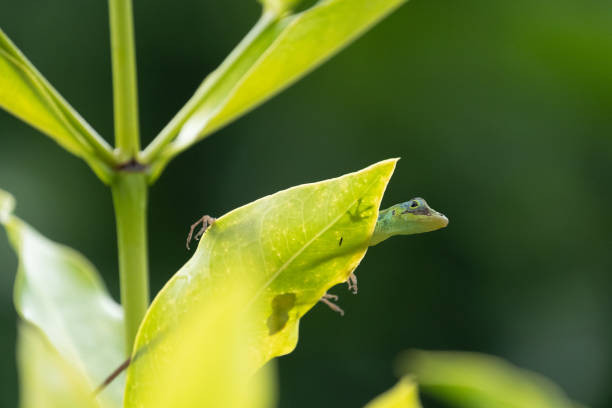 istock Green anolis lizard on a leaf in Martinique 2152941384