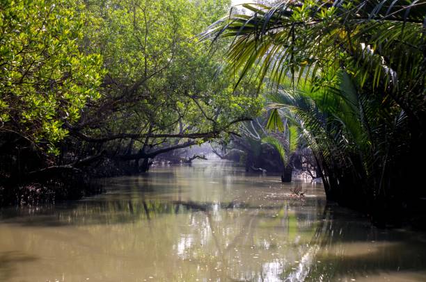 istock A canal in Sundarbans. 2152941424