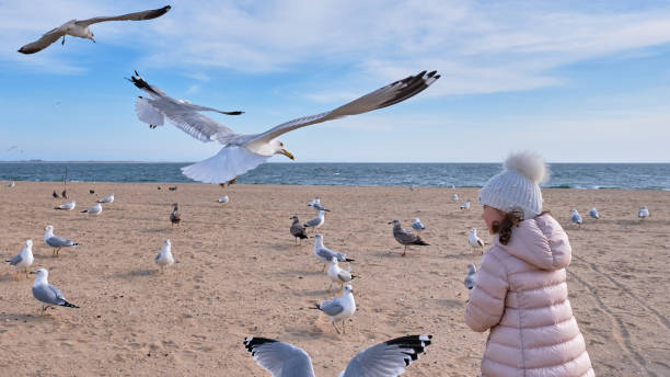 istock Pretty young girl feeding seagulls in flight 2152942677