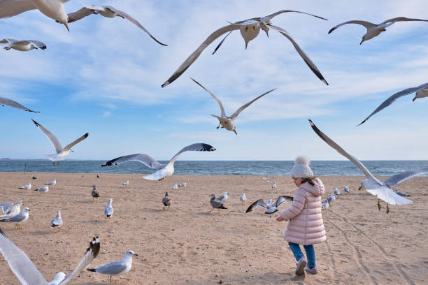 istock Pretty young girl feeding seagulls in flight 2152942698