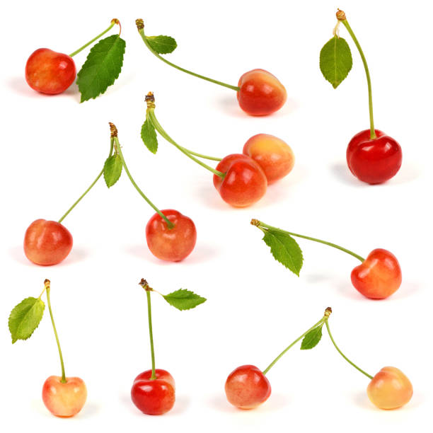 Collection of light red different sweet cherries with green leaf, side view isolated on white. Extrem close-up. High resolution photo. Full depth of field.