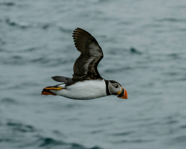 istock Puffin in mid-flight over ocean waters in Longyearbyen, Svalbard 2152946205