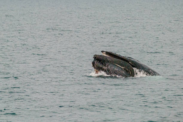 Humpback whale surfacing in Arctic waters near Longyearbyen, Svalbard
