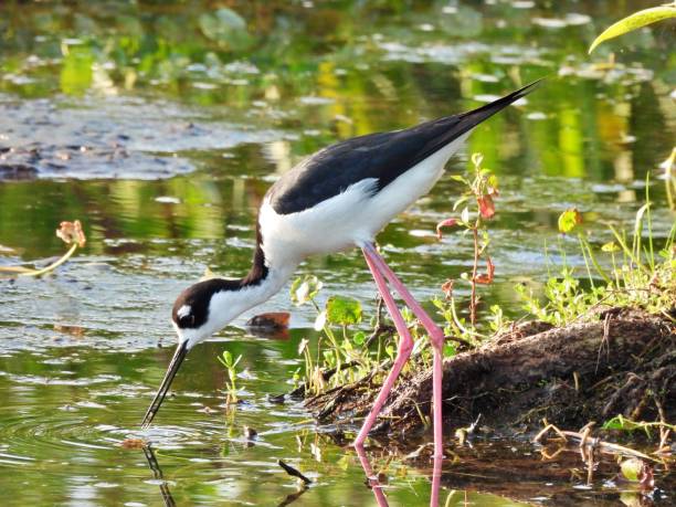 istock Black-necked Stilt (Himantopus mexicanus) -   foraging in the wetlands 2152949263