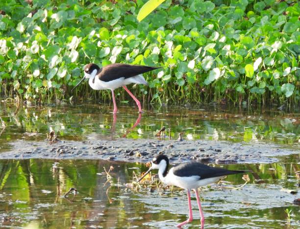 istock Black-necked Stilts (Himantopus mexicanus) -   foraging in the wetlands 2152950717