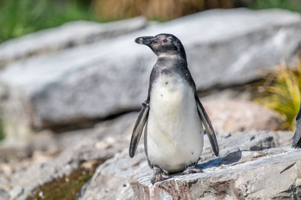 istock African penguin in the zoo 2152950903