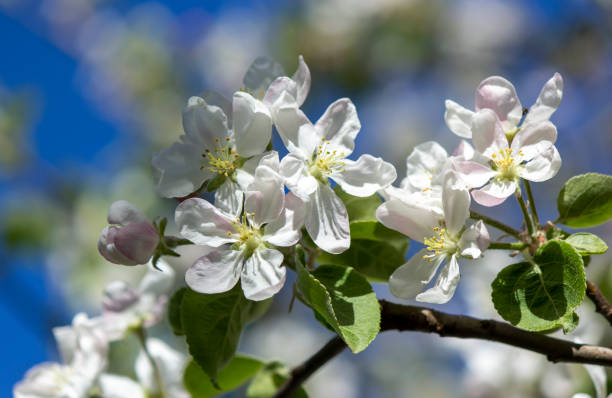 istock Apple tree blossom in spring, delicate spring apple blossom, beautiful bokeh 2152951172