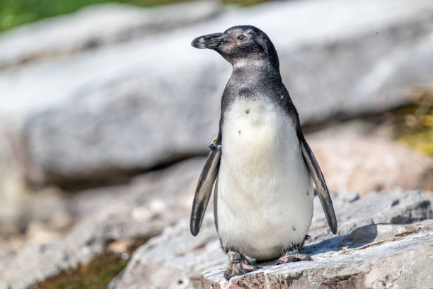 istock African penguin in the zoo 2152951189