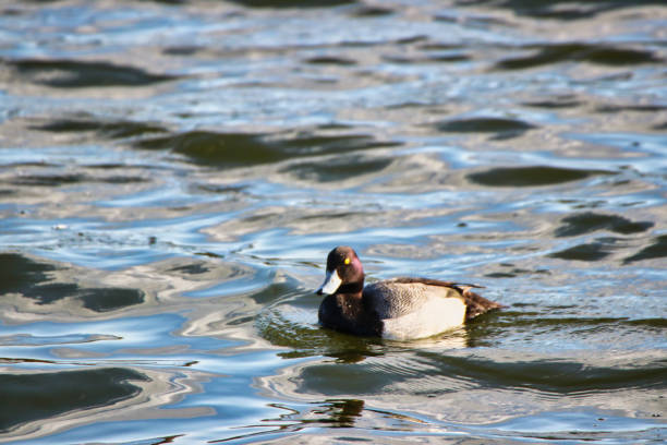 istock Greate Scaup in Dows Lake,Ottawa,Canada 2152951374