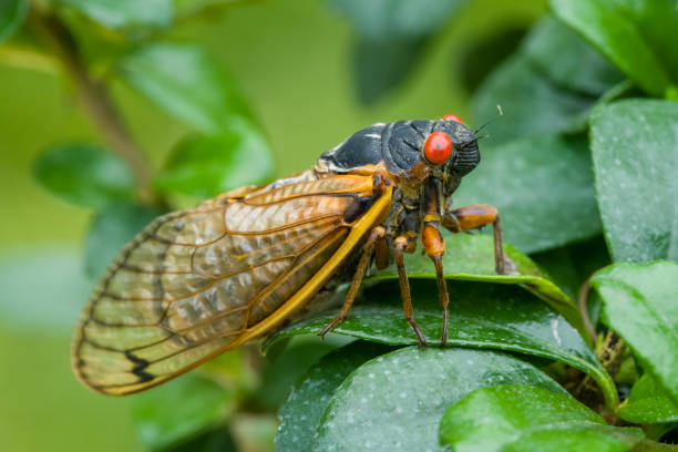 istock 13 Year Periodical Cicada insect on plant 2152951742