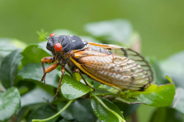 istock 13 Year Periodical Cicada insect on plant 2152951744