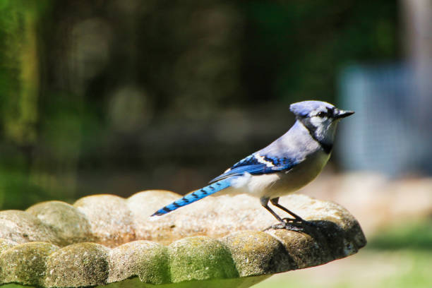 istock Blue Jay,Fletcher Gardens,Ottawa,Canada 2152953053