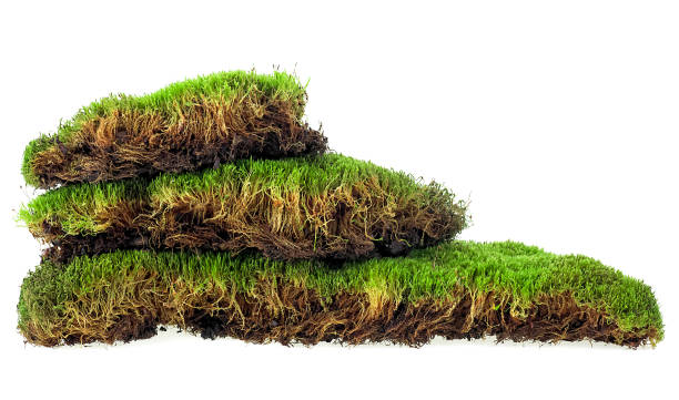 istock Green mossy hill isolated on a white background. Natural forest moss. 2152953089