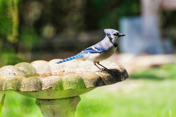 Blue Jay,Fletcher Gardens,Ottawa,Canada