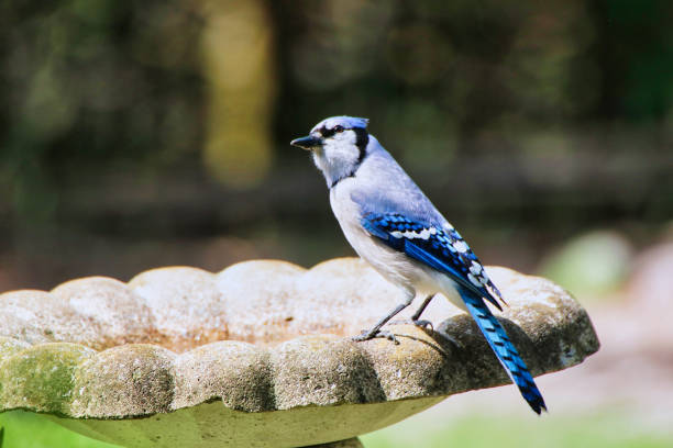 istock Blue Jay,Fletcher Gardens,Ottawa,Canada 2152953148