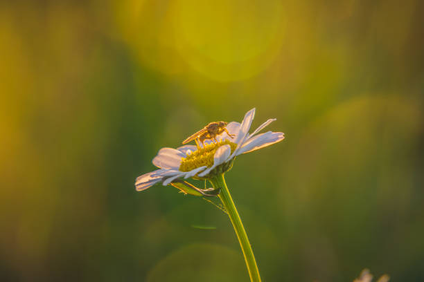daisy white flower in the meadow in the spring and summer season on a macro scale, interesting bokeh and golden sun rays