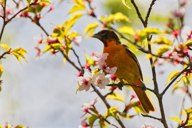 istock Female Baltimore Oriole and Cherry Blossoms,Ottawa,Canada 2152953825