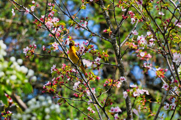 istock Female Baltimore Oriole and Cherry Blossoms,Ottawa,Canada 2152953844