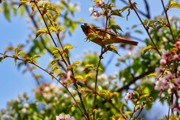 istock Female Baltimore Oriole and Cherry Blossoms,Ottawa,Canada 2152953846