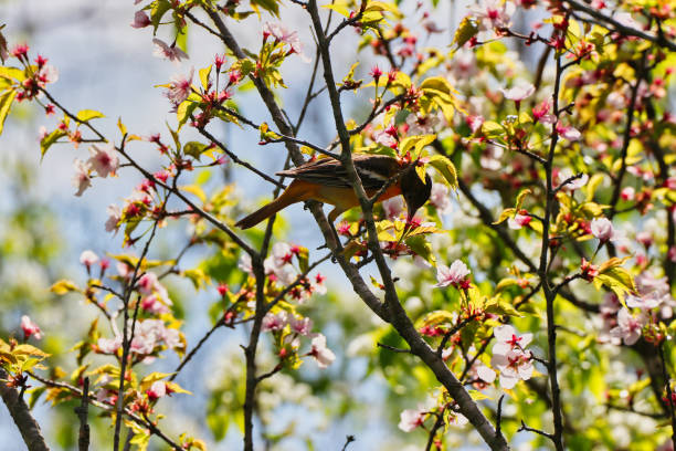 istock Female Baltimore Oriole and Cherry Blossoms,Ottawa,Canada 2152953869