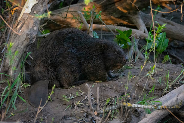 istock European/Eurasian Beaver (Castor fiber) 2152953918