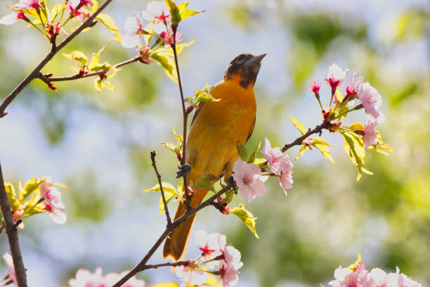 istock Female Baltimore Oriole and Cherry Blossoms,Ottawa,Canada 2152954004