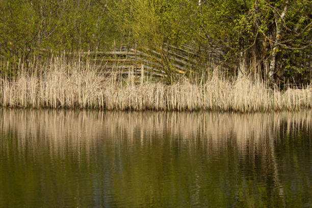 Dry reeds along a pond in spring.