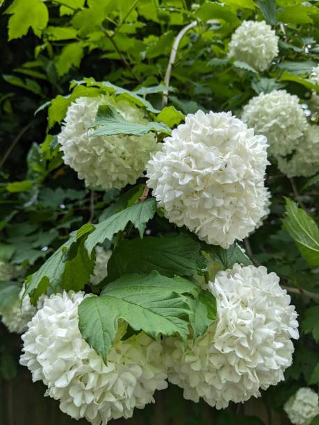 White Viburnum flower and green foliage