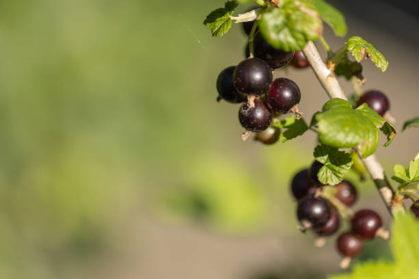 Close-up of black berries of blackcurrant (ribes nigrum)  in the sun