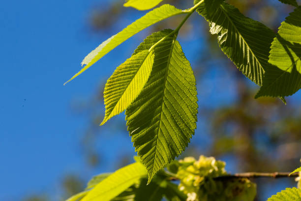 May 12, 2024: Beautiful leaves on branch