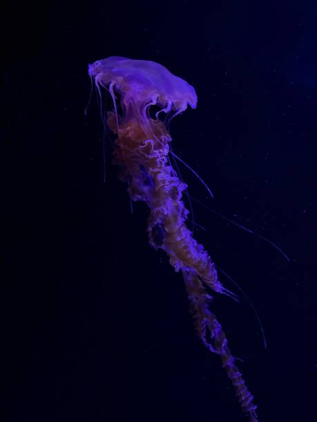 istock Jellyfish in aquarium, underwater fauna 2152958961