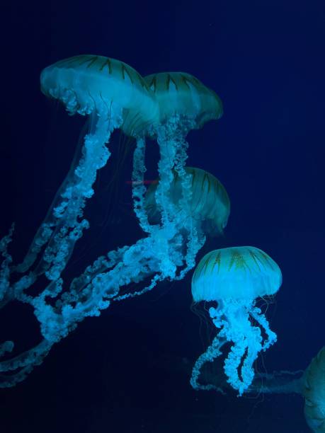 istock Jellyfish in aquarium, underwater fauna 2152958982