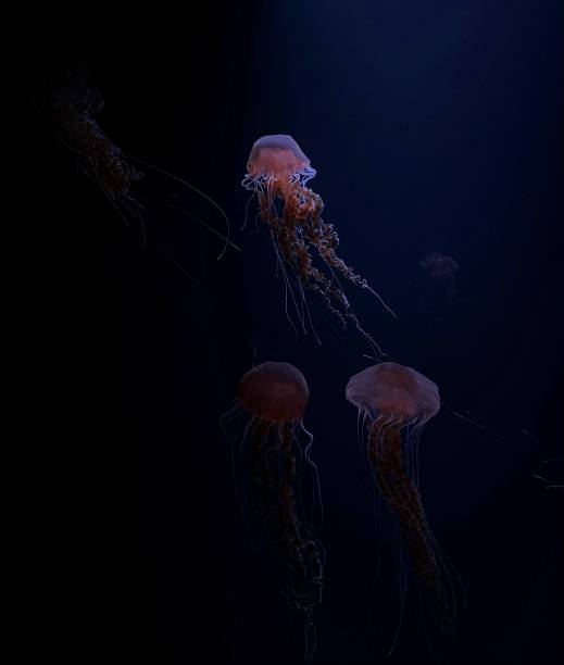 istock Jellyfish in aquarium, underwater fauna 2152959019