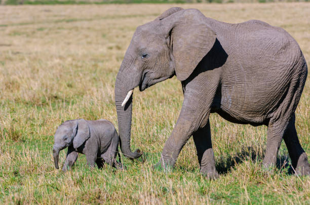 istock Mother African Elephant and New Baby 2152959136