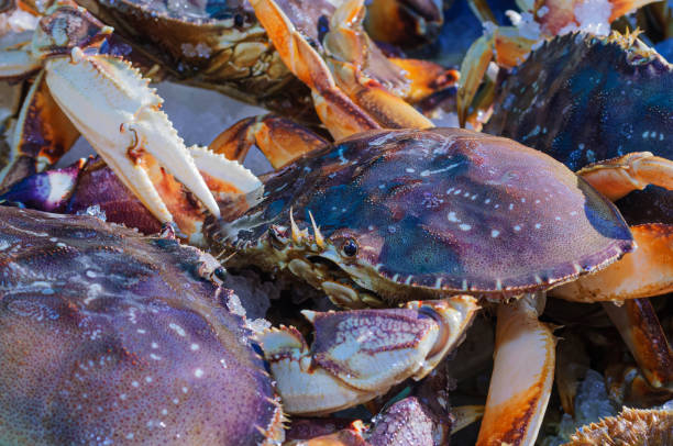 istock Live Dungeness Crabs in Shipping Container 2152959229
