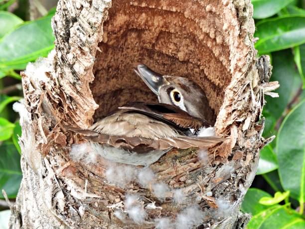 istock Wood Duck (Aix sponsa) - female nesting in a palm tree snag surrounded by feathers 2152960947