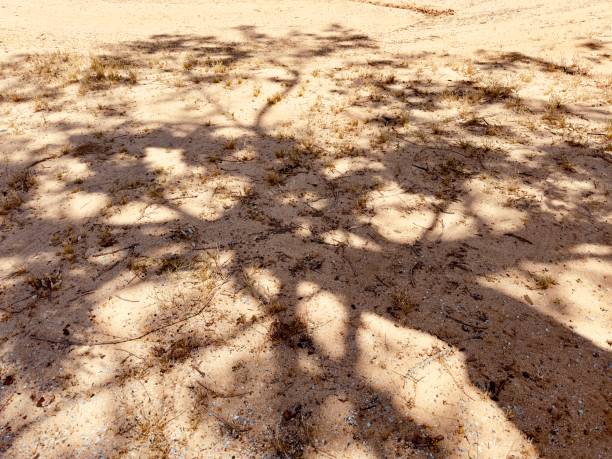 Palm leaves shadow over sand texture on a sunny summer day, close-up with copy space.
