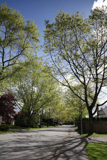 Oak trees line the Bel-Air sub-division of the Fleetwood neighbourhood in Surrey. Spring morning.